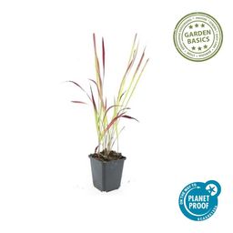 Garden basics 48x Imperata cylindrica 'Red Baron' - ↕10-25cm - Ø9cm (50452)