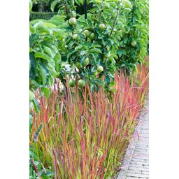 Garden basics 48x Imperata cylindrica 'Red Baron' - ↕10-25cm - Ø9cm (50452)