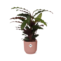 Calathea Rufibarba ‘Tropistar’ in ELHO Vibes Fold 14cm roze (21798)