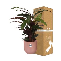 Calathea Rufibarba ‘Tropistar’ in ELHO Vibes Fold 14cm roze (21798)