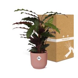 Calathea Rufibarba ‘Tropistar’ in ELHO Vibes Fold 14cm roze (21798)