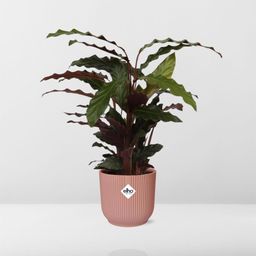 Calathea Rufibarba ‘Tropistar’ in ELHO Vibes Fold 14cm roze (21798)