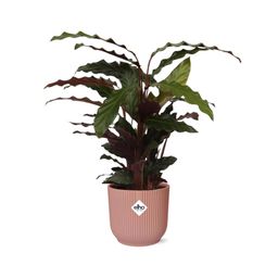 Calathea Rufibarba ‘Tropistar’ in ELHO Vibes Fold 14cm roze (21798)