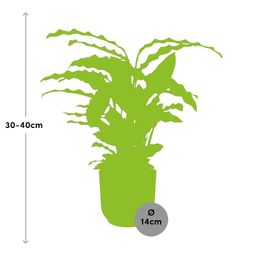 Calathea Rufibarba ‘Tropistar’ in ELHO Vibes Fold 14cm roze (21798)