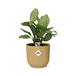 Aglaonema Christina in ELHO Vibes Fold 14cm geel (21696)