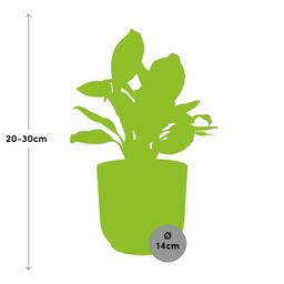 Aglaonema Christina in ELHO Vibes Fold 14cm geel (21696)