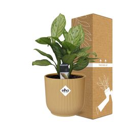 Aglaonema Christina in ELHO Vibes Fold 14cm geel (21696)