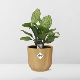 Aglaonema Christina in ELHO Vibes Fold 14cm geel (21696)