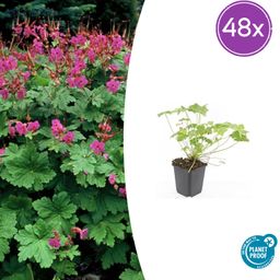 Garden basics 48x Geranium macr. 'Czakor' - ↕10-25cm - Ø9cm (50423)