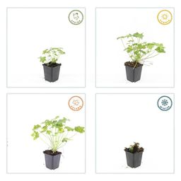 Garden basics 48x Geranium macr. 'Czakor' - ↕10-25cm - Ø9cm (50423)