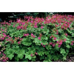 Garden basics 48x Geranium macr. 'Czakor' - ↕10-25cm - Ø9cm (50423)