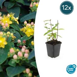 Garden basics 12x Hypericum inodorum 'Annebel' - ↕10-25cm - Ø9cm (47837)