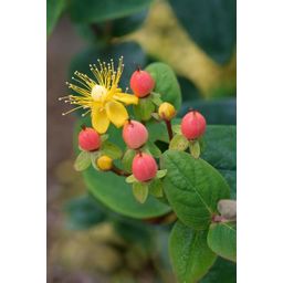 Garden basics 12x Hypericum inodorum 'Annebel' - ↕10-25cm - Ø9cm (47837)