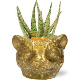 Aloe Hybride + Planter Luipaard D12x9,5cm - Goud (42588)