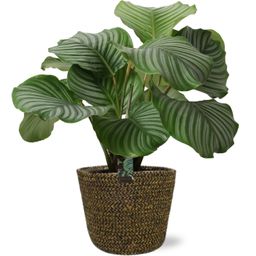 Calathea Orbifolia - Selin Pot D22x19cm - Zwart (43789)