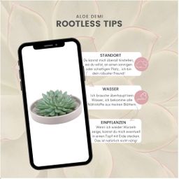 Rootless by aloe demi ROOTLESS Succulent Echeveria Pulidonis in schaal 'taupe' Ø20 cm (8721001420148)