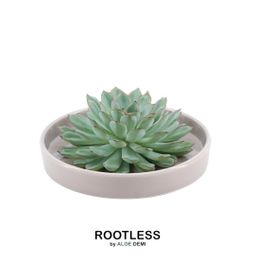 Rootless by aloe demi ROOTLESS Succulent Echeveria Pulidonis in schaal 'taupe' Ø20 cm (8721001420148)