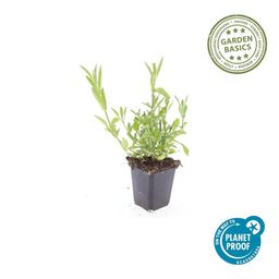 Garden basics 6x Verbena bonariensis - ↕10-25cm - Ø9cm (46995)