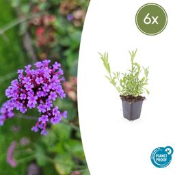 Garden basics 6x Verbena bonariensis - ↕10-25cm - Ø9cm (46995)