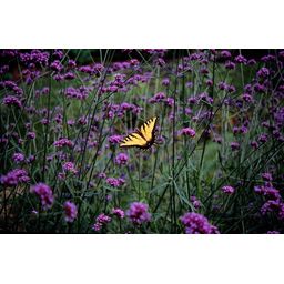 Garden basics 6x Verbena bonariensis - ↕10-25cm - Ø9cm (46995)