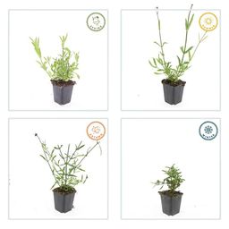 Garden basics 6x Verbena bonariensis - ↕10-25cm - Ø9cm (46995)