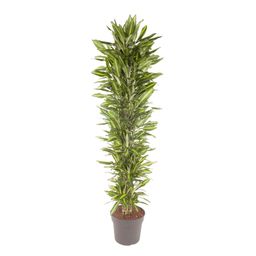 Dracaena Cintho vertakt - 210 cm - ø40 (8721055692287)