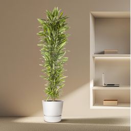 Dracaena Cintho vertakt - 210 cm - ø40 (8721055692287)