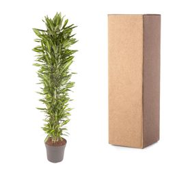 Dracaena Cintho vertakt - 210 cm - ø40 (8721055692287)