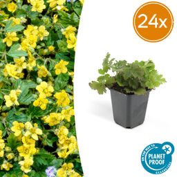 Garden basics 24x Waldsteinia ternata - ↕10-25cm - Ø9cm (50354)