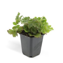 Garden basics 24x Waldsteinia ternata - ↕10-25cm - Ø9cm (50354)