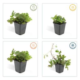 Garden basics 24x Waldsteinia ternata - ↕10-25cm - Ø9cm (50354)