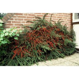 Garden basics 60x Cotoneaster horizontalis - ↕10-25cm - Ø9cm (47681)