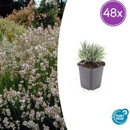 Garden basics 48x Lavandula int. 'Edelweiss' - ↕10-25cm - Ø9cm (50463)