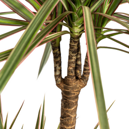 Dracaena Marginata Bicolor met mand Ø21cm - ↕110 (48771)