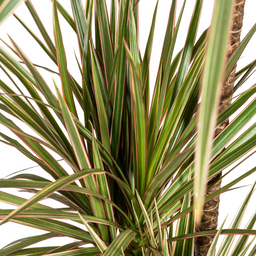 Dracaena Marginata Bicolor met mand Ø21cm - ↕110 (48771)