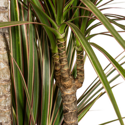 Dracaena Marginata Bicolor met mand Ø21cm - ↕110 (48771)
