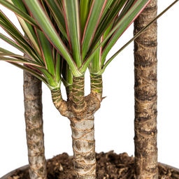 Dracaena Marginata Bicolor met mand Ø21cm - ↕110 (48771)