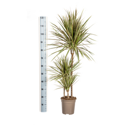 Dracaena Marginata Bicolor met mand Ø21cm - ↕110 (48771)