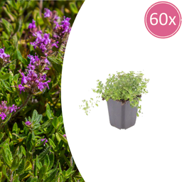 Garden basics 60x thymus serpyllum - ↕10-25cm - Ø9cm (54775)