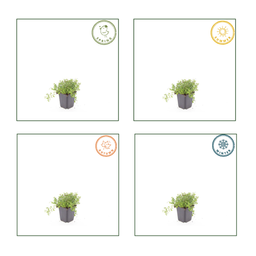 Garden basics 60x thymus serpyllum - ↕10-25cm - Ø9cm (54775)