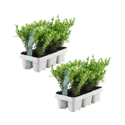 Plants by frank 12x Ilex crenata 'Jenny' - 12 x Ø7 cm - 6 pack (8721001421107)