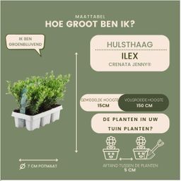 Plants by frank 12x Ilex crenata 'Jenny' - 12 x Ø7 cm - 6 pack (8721001421107)