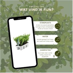 Plants by frank 12x Ilex crenata 'Jenny' - 12 x Ø7 cm - 6 pack (8721001421107)