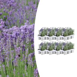 Premium basics 8 x 6 pack Lavendel angustifolia - Ø7 cm (48270)