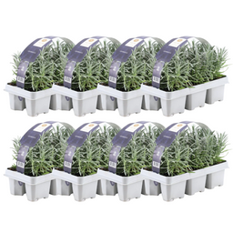 Premium basics 8 x 6 pack Lavendel angustifolia - Ø7 cm (48270)