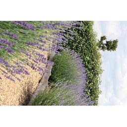 Premium basics 8 x 6 pack Lavendel angustifolia - Ø7 cm (48270)