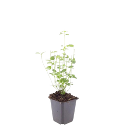 Garden basics 12x Agastache 'Black Adder' - ↕10-25cm - Ø9cm (47559)