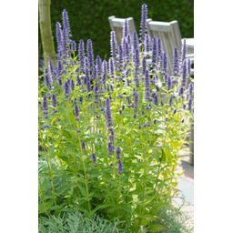Garden basics 12x Agastache 'Black Adder' - ↕10-25cm - Ø9cm (47559)