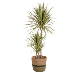 Dracaena Marginata Bicolor met mand Ø21cm - ↕110 (48771)