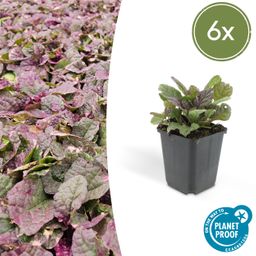 Garden basics 6x Ajuga reptans 'Burgundy Glow' - ↕10-25cm - Ø9cm (47569)